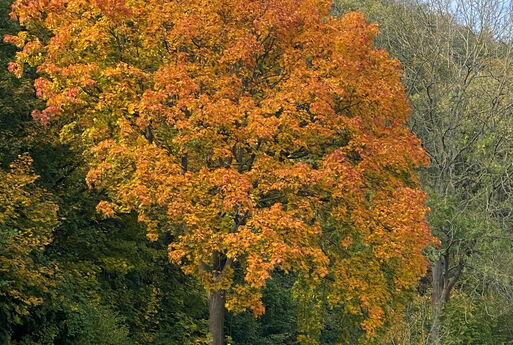 Waldgebiet zwischen Cossebaude und Meißen an der B6